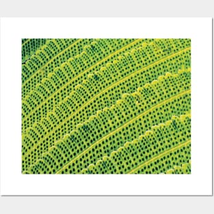 Fern macro print Posters and Art